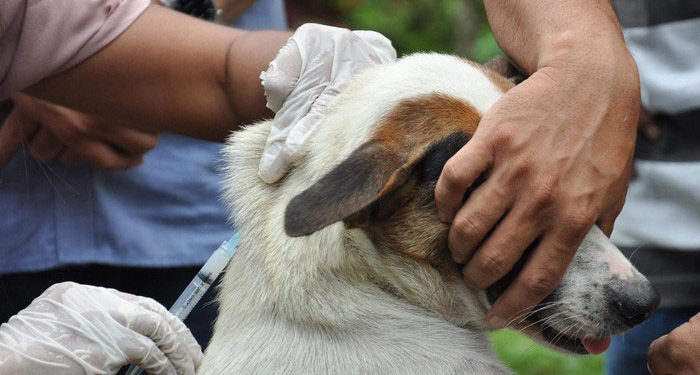 Anjing Rabies Sudah Gigit 21 Warga Bandung Barat – Islampos