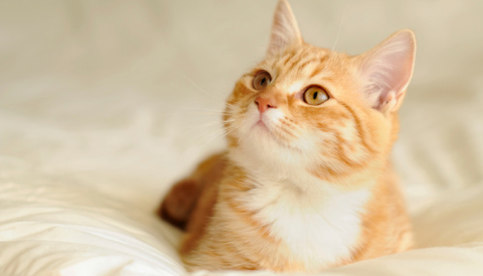 Manfaat memelihara kucing, Hukum Islam tentang Air Liur Kucing, Hukum Jual Beli Kucing dalam Islam