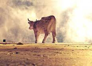 Samiri, Sapi Betina