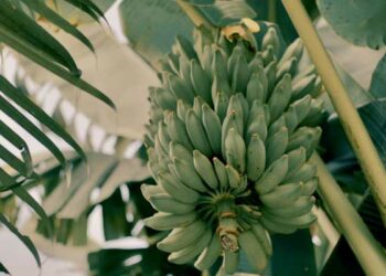 pisang kepok