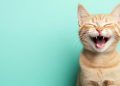 Tanda Kucing yang Sehat