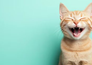 Tanda Kucing yang Sehat